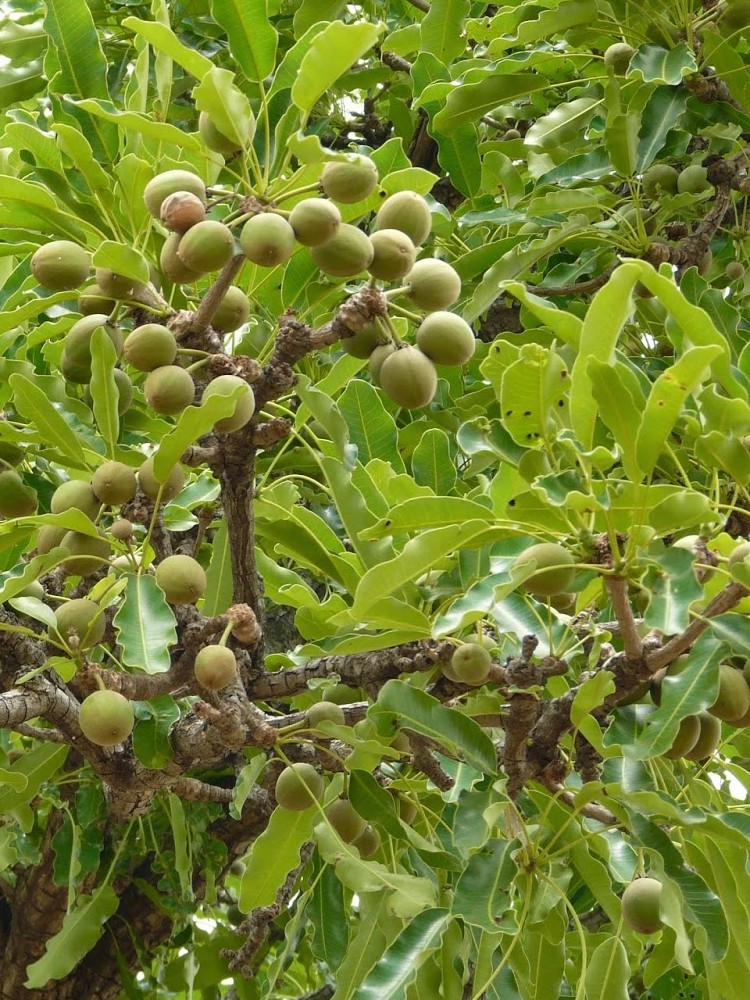 Sviestmedžio aliejus 50g (Shea Butter)