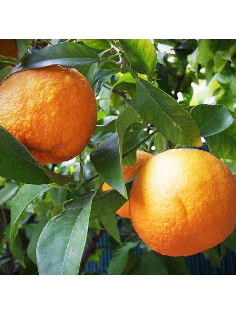 Apelsinų eterinis aliejus (Citrus sinensis)