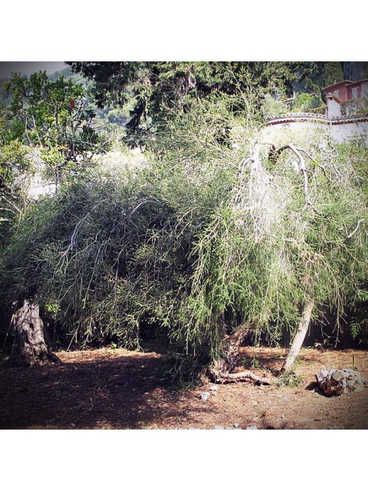 Arbatmedžių eterinis aliejus 10ml (Melaleuca Alternifolia)