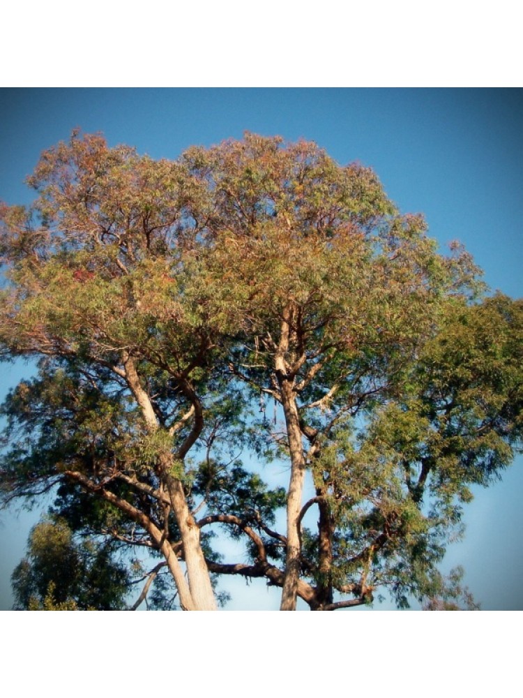 Eukaliptų eterinis aliejus 20ml (Eukaliptus)