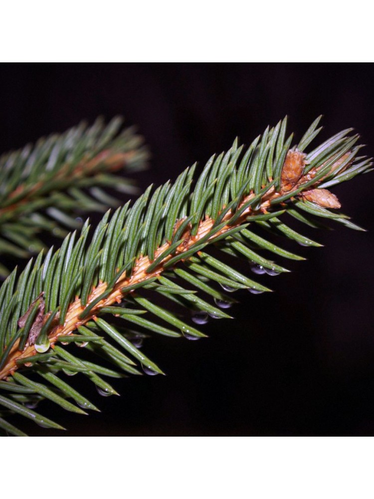 Balkanų pušų eterinis aliejus (Pinus sylvestris L.)