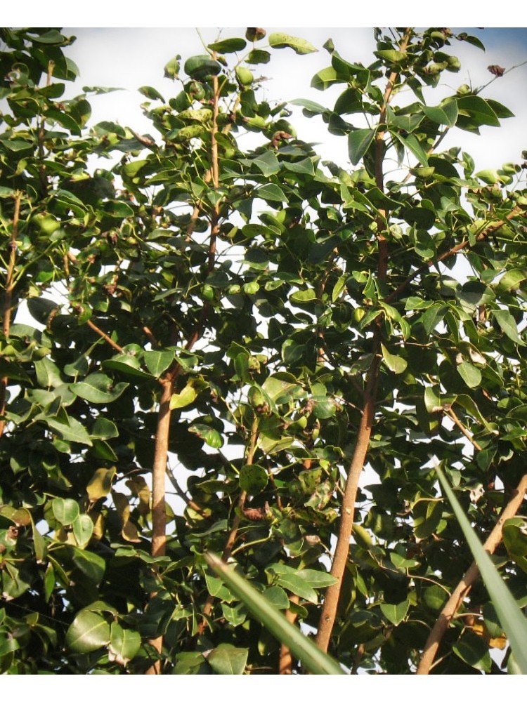 Sandalmedžio eterinis aliejus (Amyris Balsamifera)