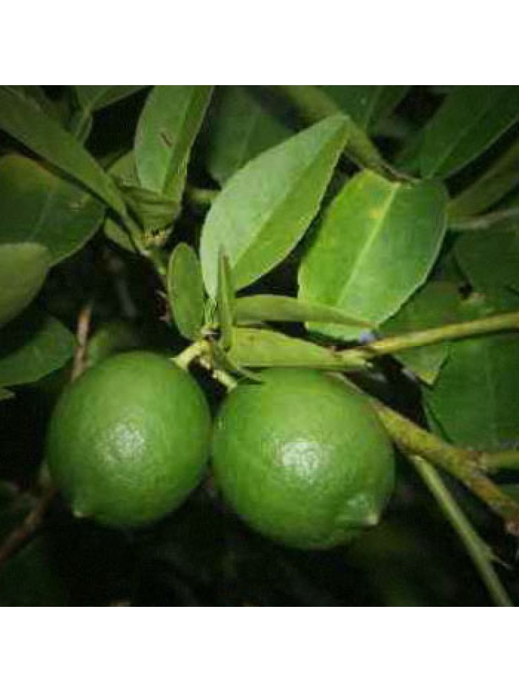Žaliųjų citrinų (laimų) eterinis aliejus (Citrus Aurantifolia Swingle)